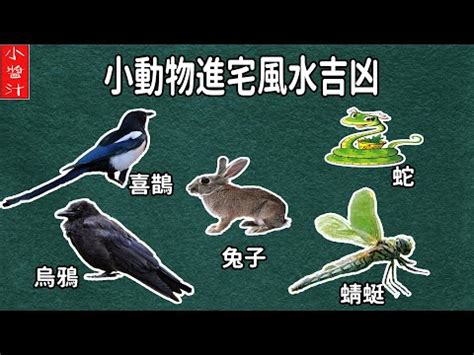 蜻蜓飛進來|【蜻蜓飛進家裡】蜻蜓飛翩翩而入，預兆吉運如鳳來儀！